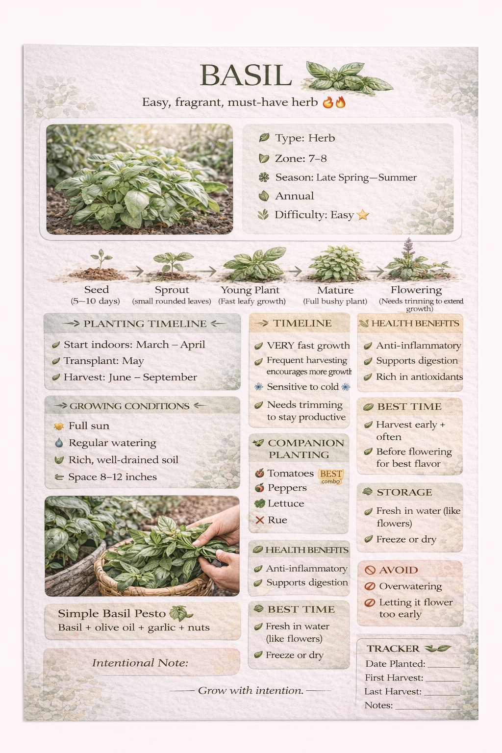Basil Guide